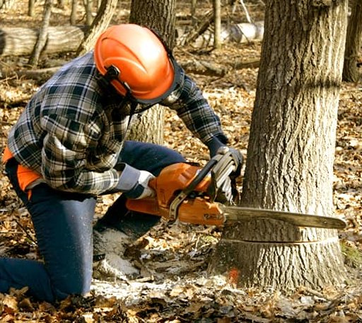 Tree Removal in Nashville, IN
